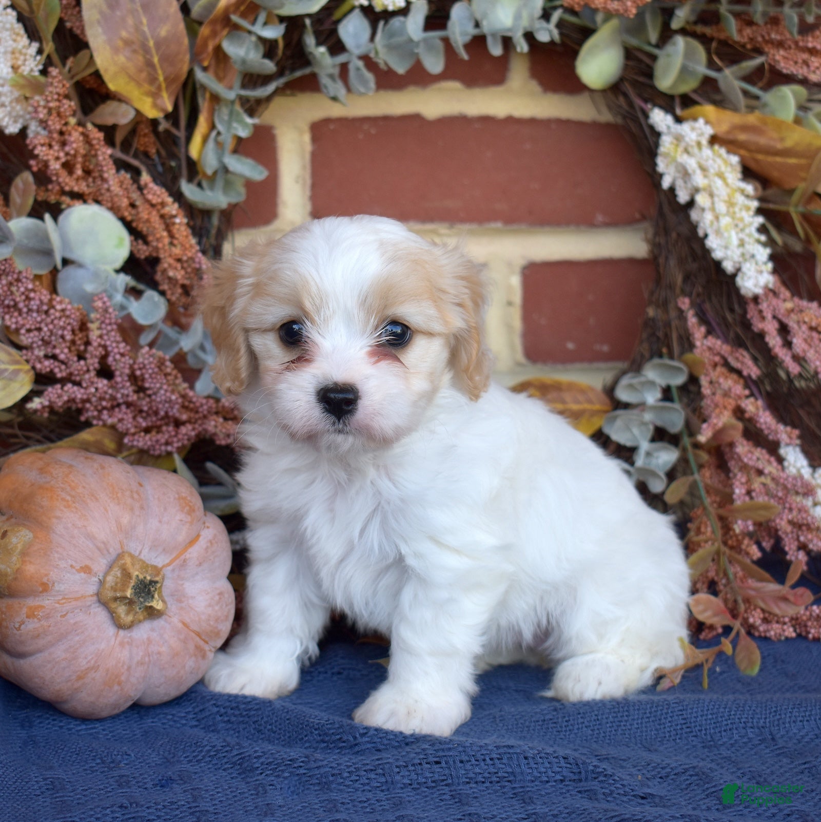 Cavachon dogs for sale: London - Ad 1