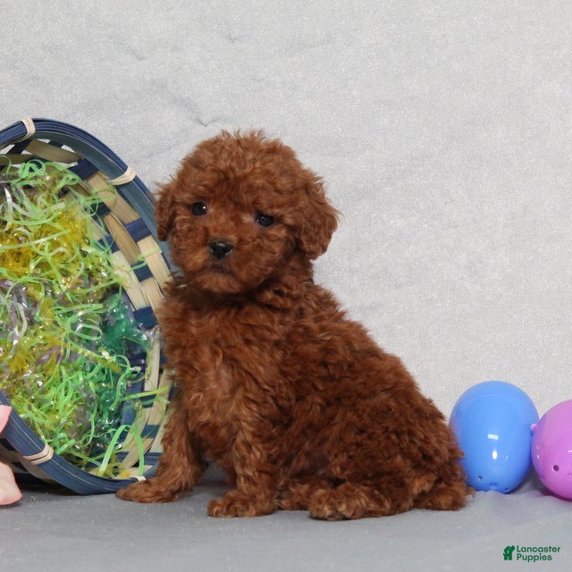 Miniature Poodle dogs Georgia - Ad 2