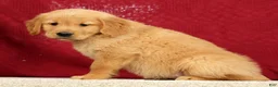 Golden Retriever dogs for sale: Jade - Ad 4