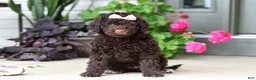 Portuguese Water Dog dogs for sale: Polly - Ad 1