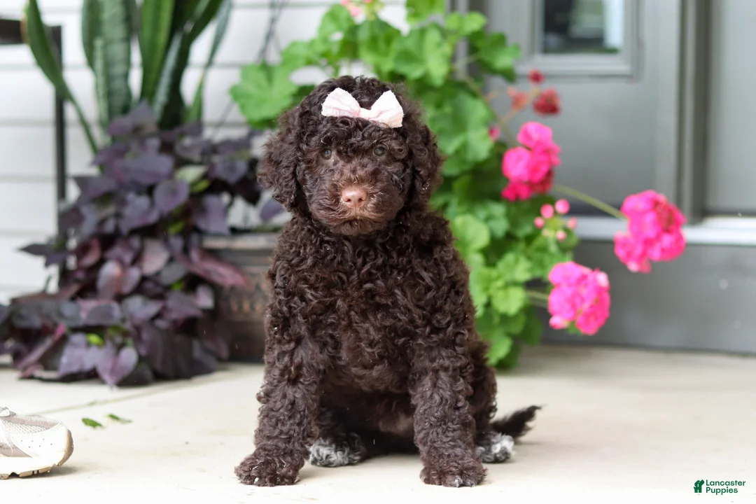 Portuguese Water Dog dogs for sale: Polly - Ad 1