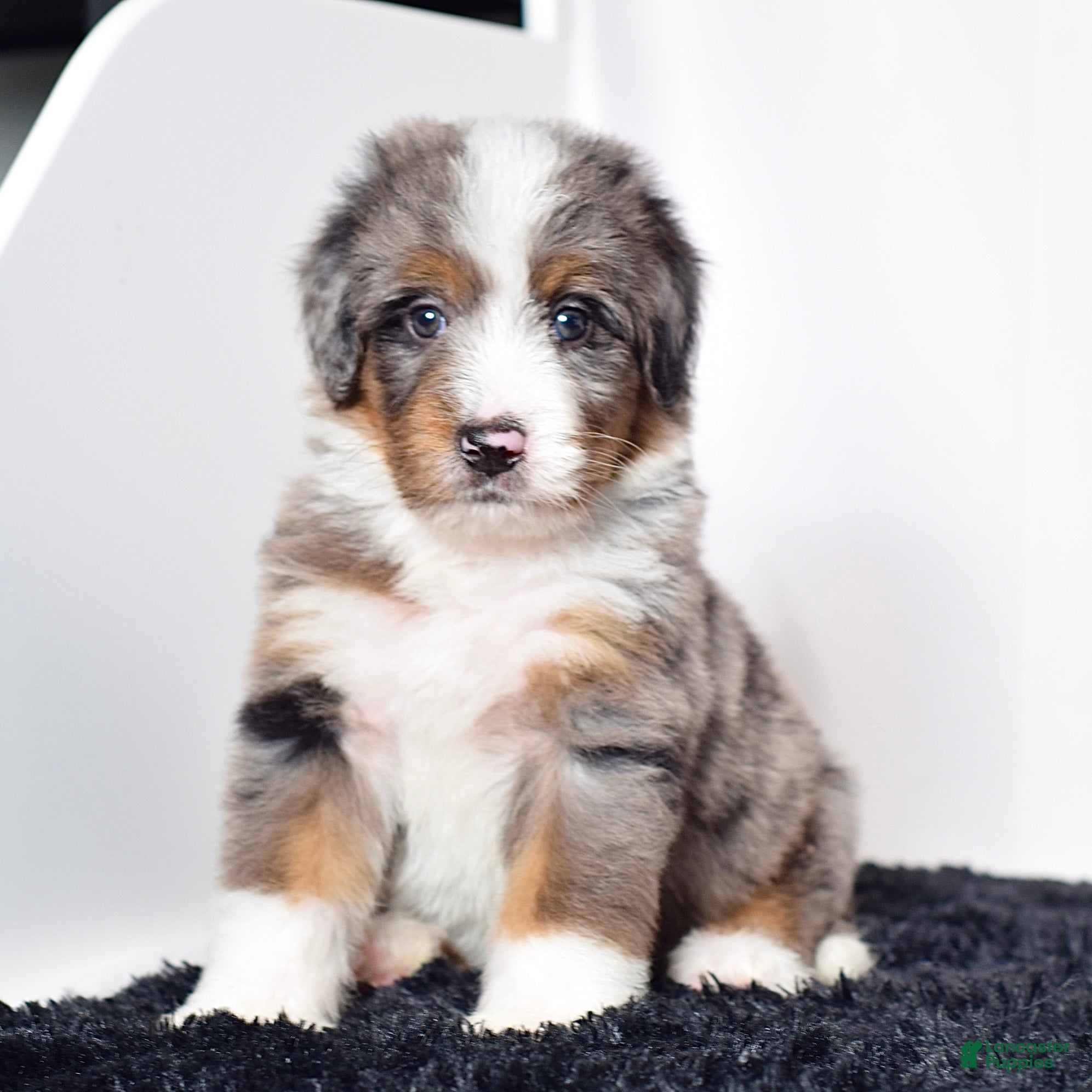 Bernedoodle dogs Mr. Odie - Ad 1