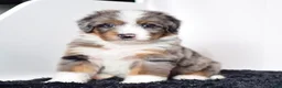 Bernedoodle dogs for sale: Mr. Odie - Ad 1
