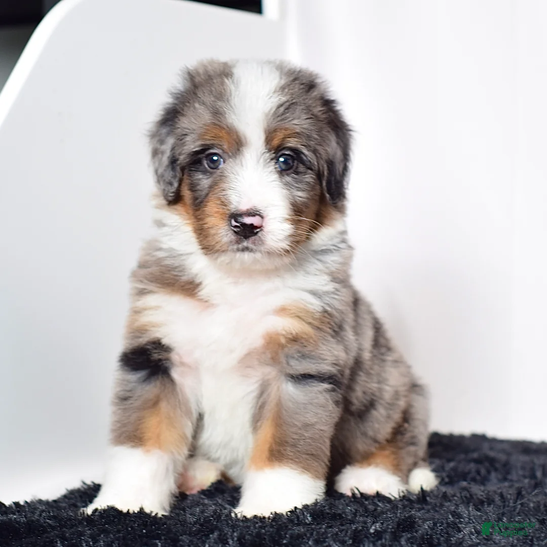 Bernedoodle dogs for sale: Mr. Odie - Ad 1