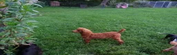 Yorkiepoo dogs for sale: Buddyboy - Ad 4
