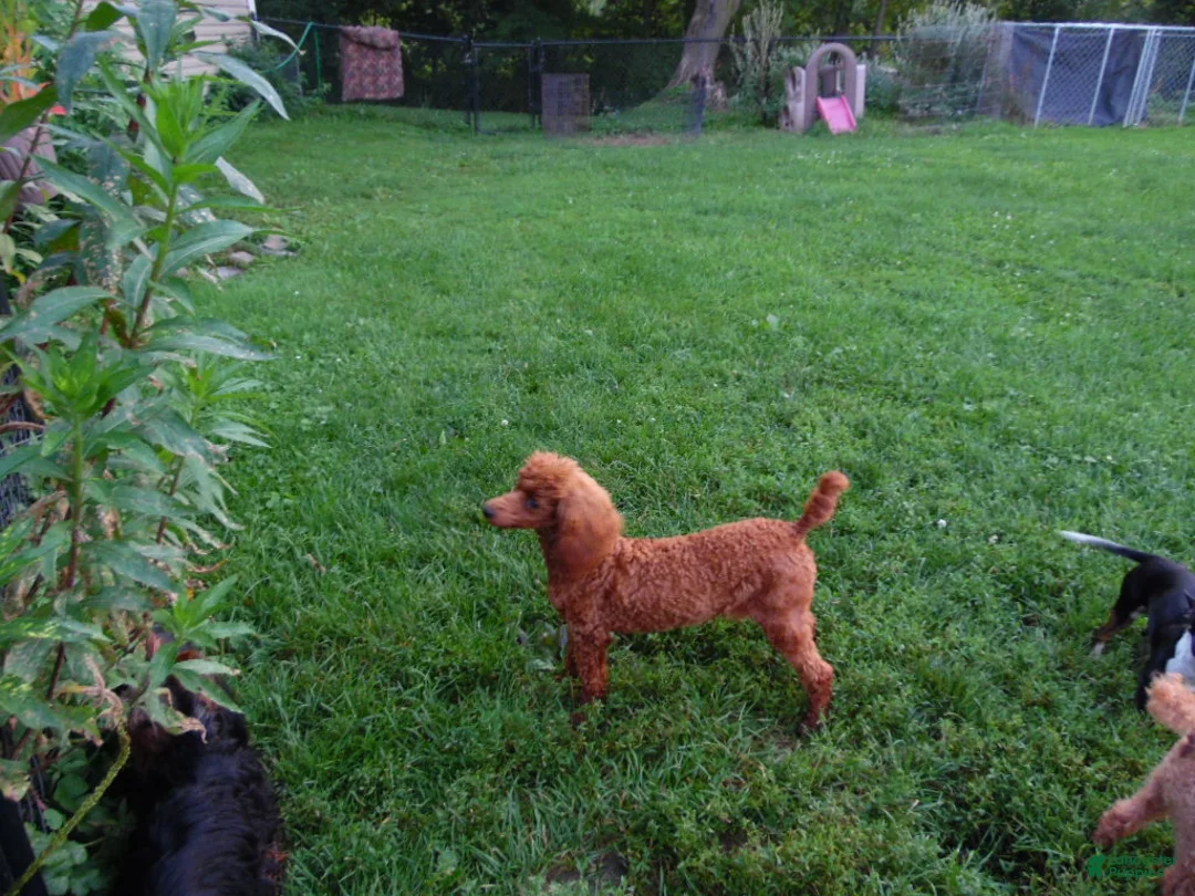 Yorkiepoo dogs for sale: Buddyboy - Ad 4