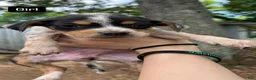 Mixed Breed dogs for sale: Finley  - Ad 4