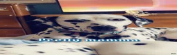 Dalmatian dogs for sale: Dalmatian 9 - Ad 3