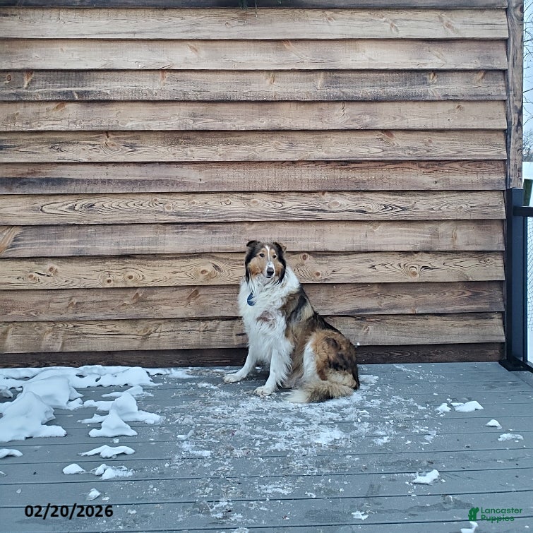 Collie dogs Misty - Ad 2