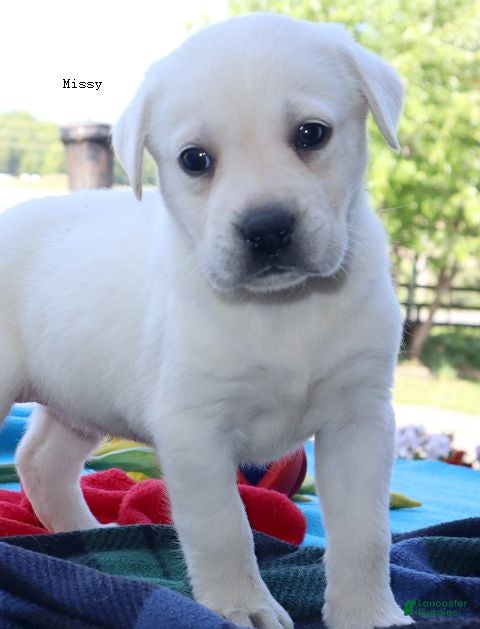 Labrador Retriever dogs Missy - Champ lines - Ad 1