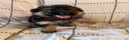 German Shepherd dogs for sale: Maple (Orange Collar) - Ad 1
