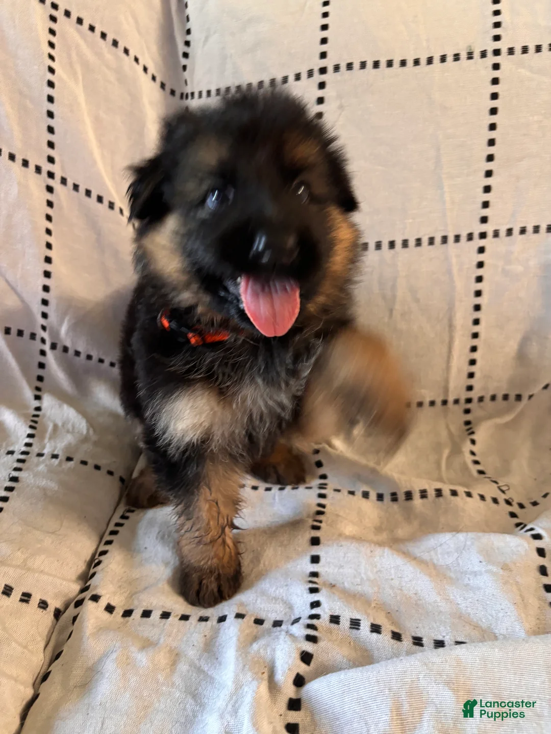 German Shepherd dogs for sale: Maple (Orange Collar) - Ad 1