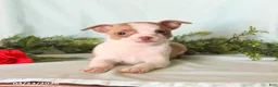 Chihuahua dogs for sale: Heidi - Ad 3
