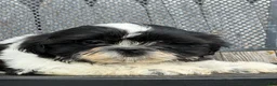 Shih Tzu dogs for sale: Shane Shih Tzu  - Ad 6