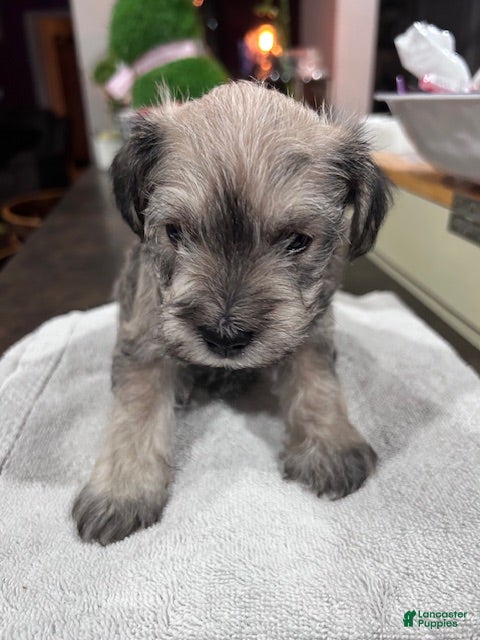 Miniature Schnauzer dogs for sale:  Puppy 1 - Ad 2