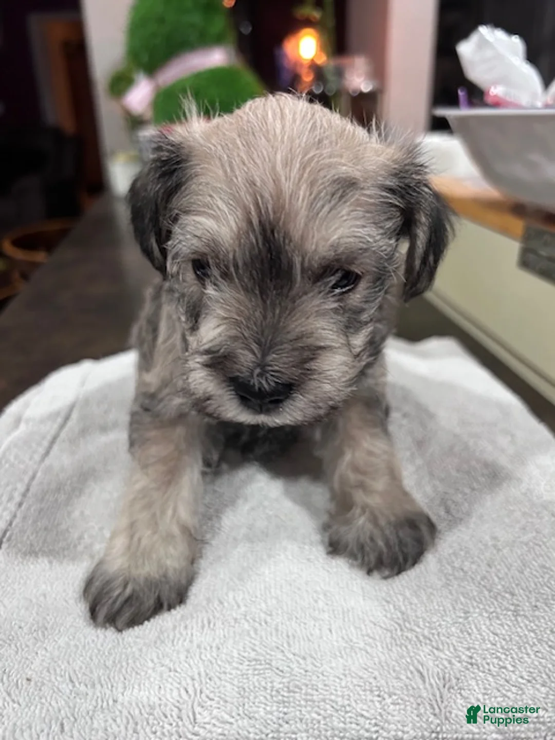 Miniature Schnauzer dogs for sale:  Puppy 1 - Ad 1