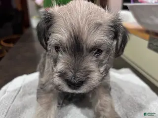 Miniature Schnauzer dogs for sale: Puppy 1 - Ad 2