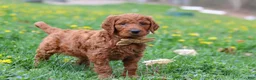 Goldendoodle dogs for sale: Russell - Ad 4