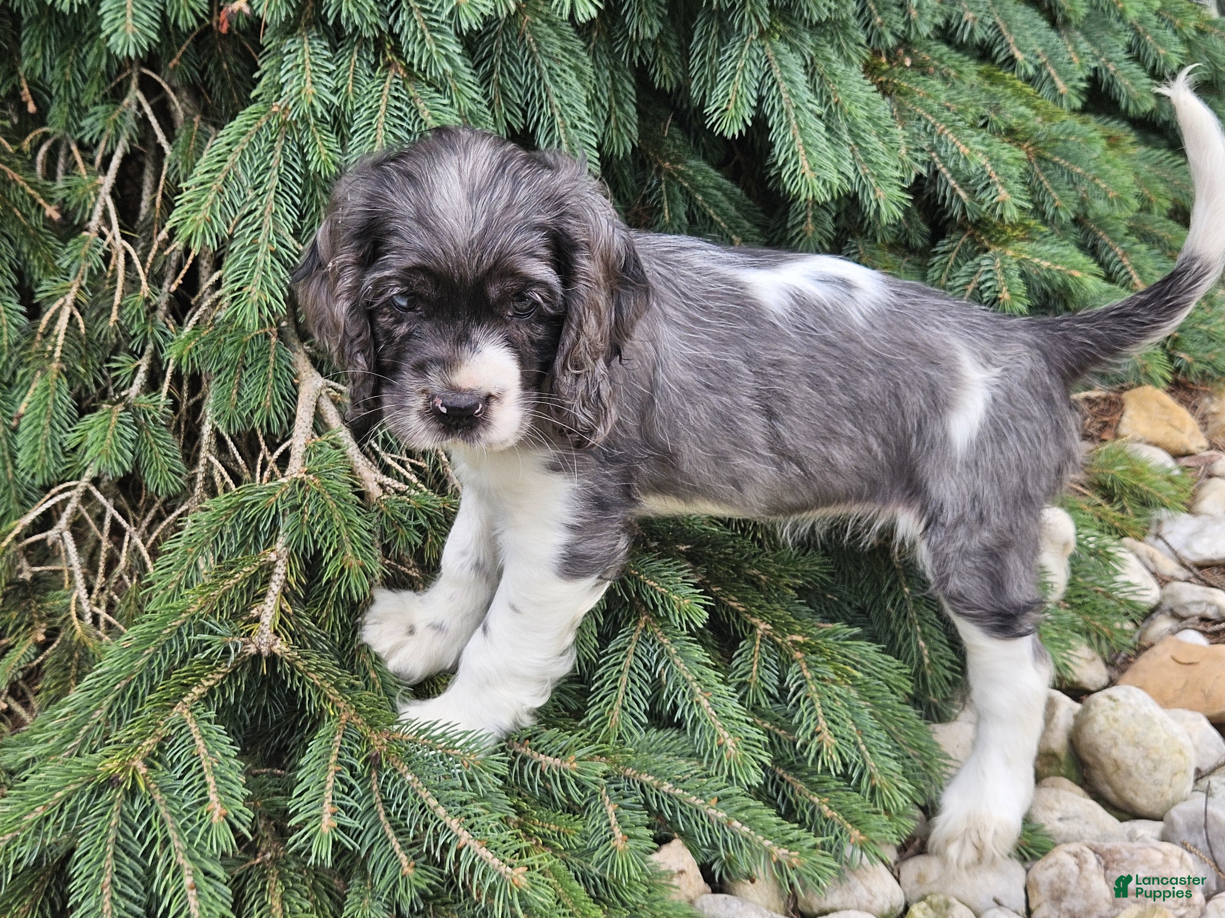 Mixed Breed dogs Maisie - Ad 2