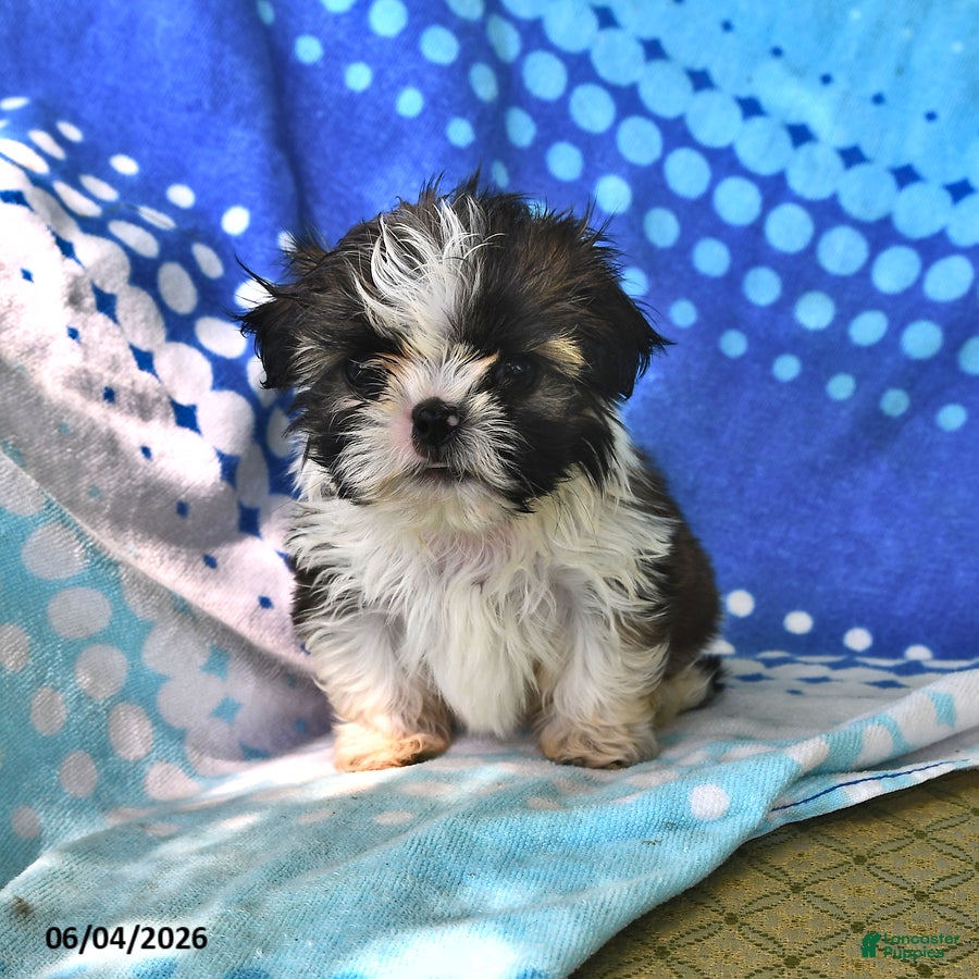 Shih Tzu dogs Jay - Ad 2