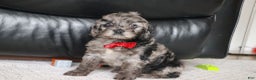 Cockapoo dogs for sale: Frosty - Ad 1