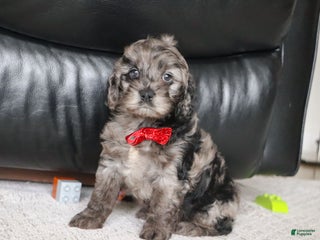 Cockapoo dogs Frosty - Ad 19