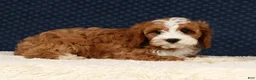 Cavapoo dogs for sale: Eddie - Ad 9