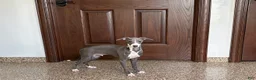 Italian Greyhound dogs for sale: Dannie - Ad 4