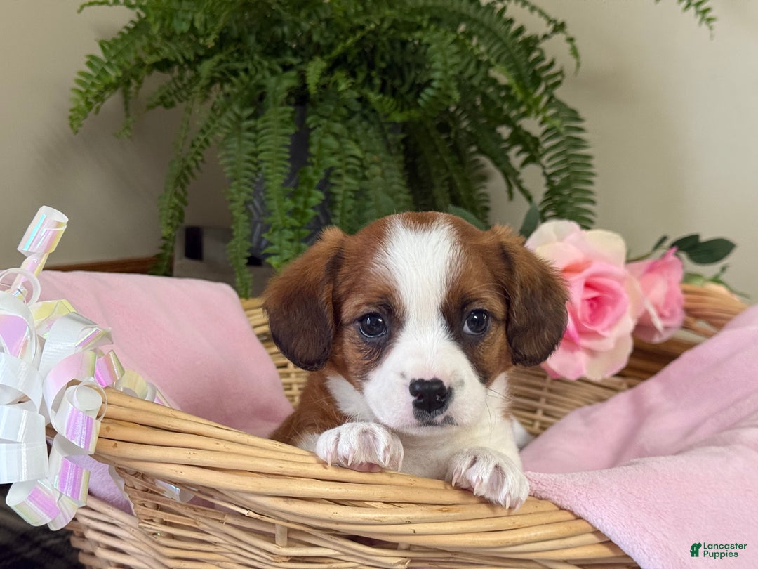 Mixed Breed dogs for sale: Cookie - Ad 2