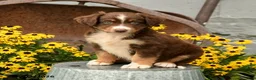 Australian Shepherd dogs for sale: Faith - Ad 4