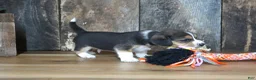 Beagle dogs for sale: Cooper - Ad 8