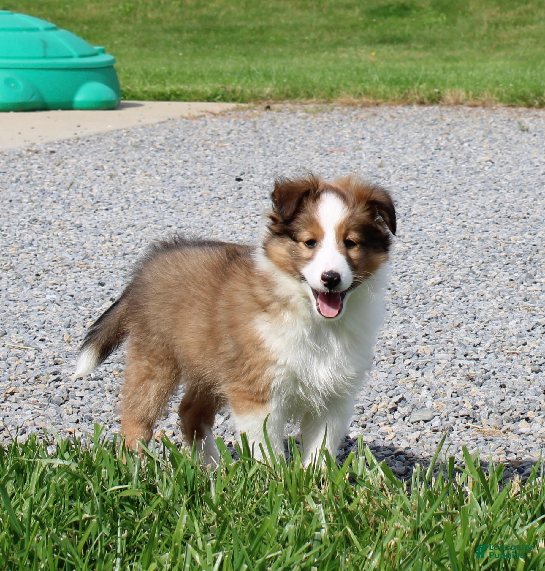 Shetland Sheepdog dogs Sydney - Ad 1