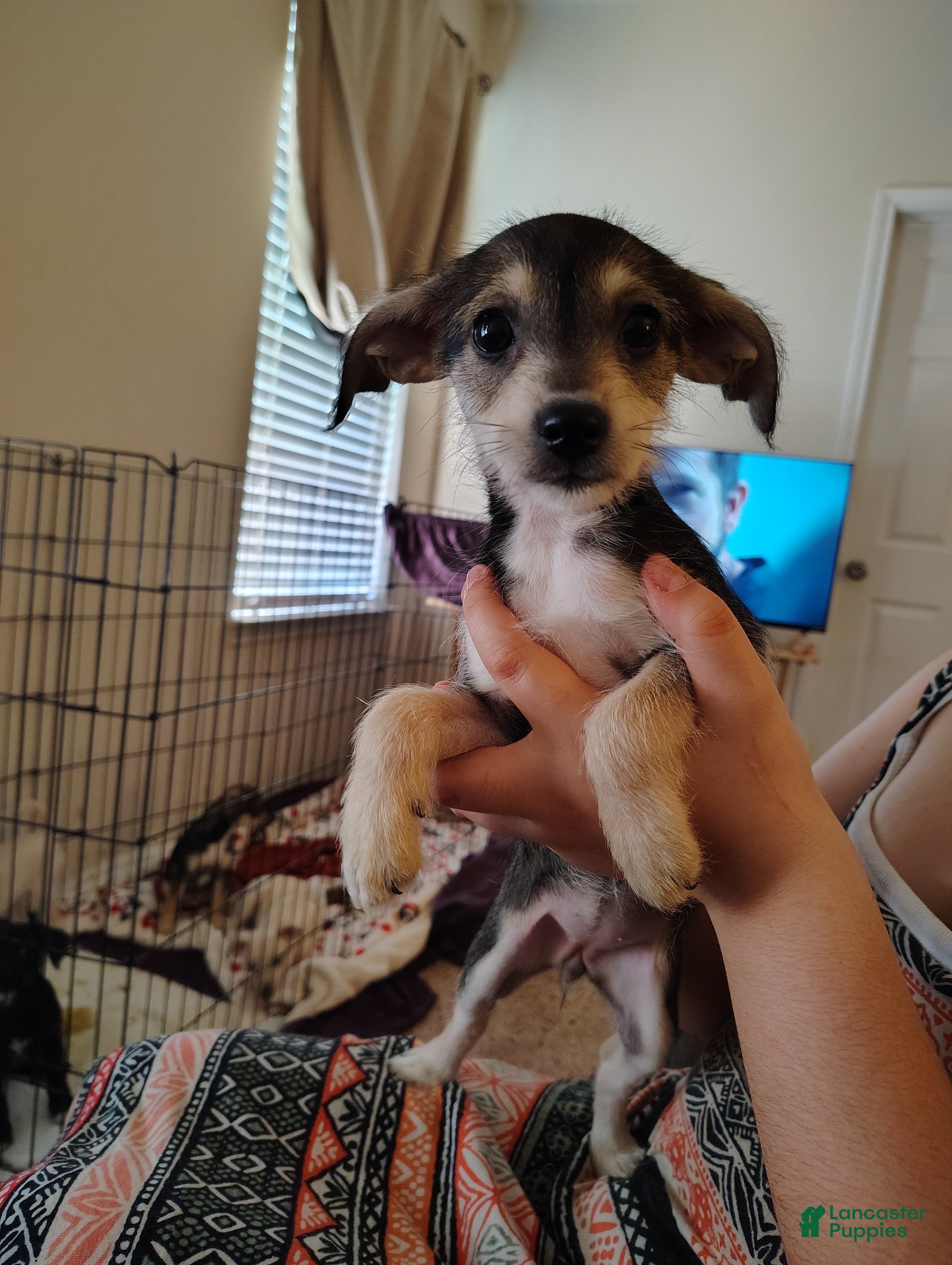 Mixed Breed dogs Mixed Breed Puppy 4 - Ad 3