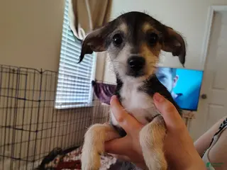 Mixed Breed dogs Mixed Breed Puppy 4 - Ad 7