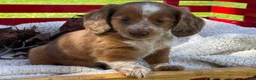 Miniature Dachshund dogs for sale: Boone - Ad 8
