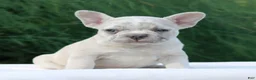 French Bulldog dogs for sale: Lacey - Ad 3