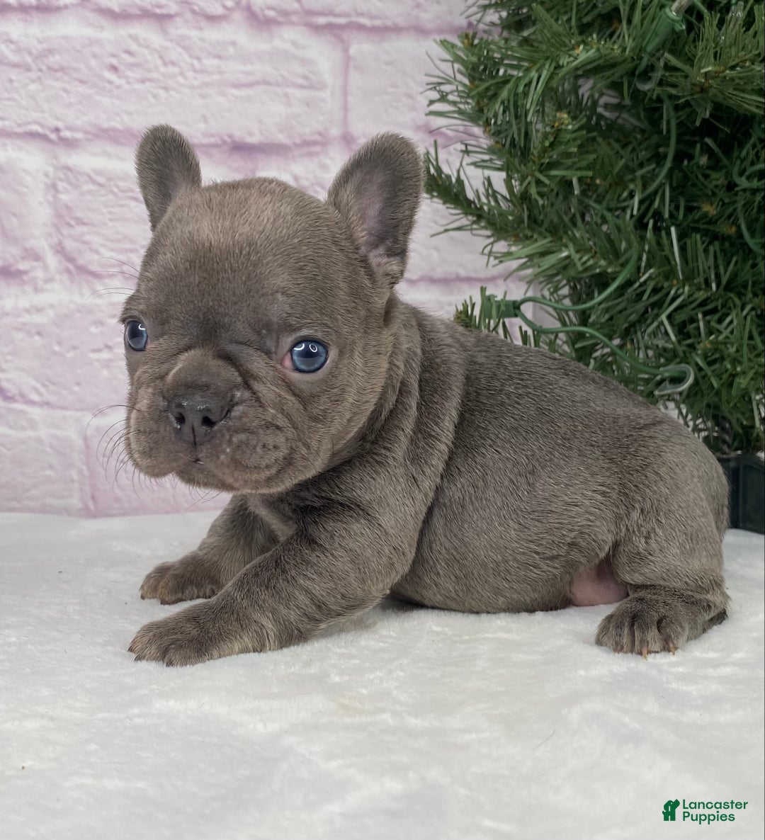 French Bulldog dogs for sale: Paisley  - Ad 6