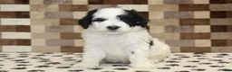 Mini Bernedoodle dogs for sale: Kirby - Ad 3