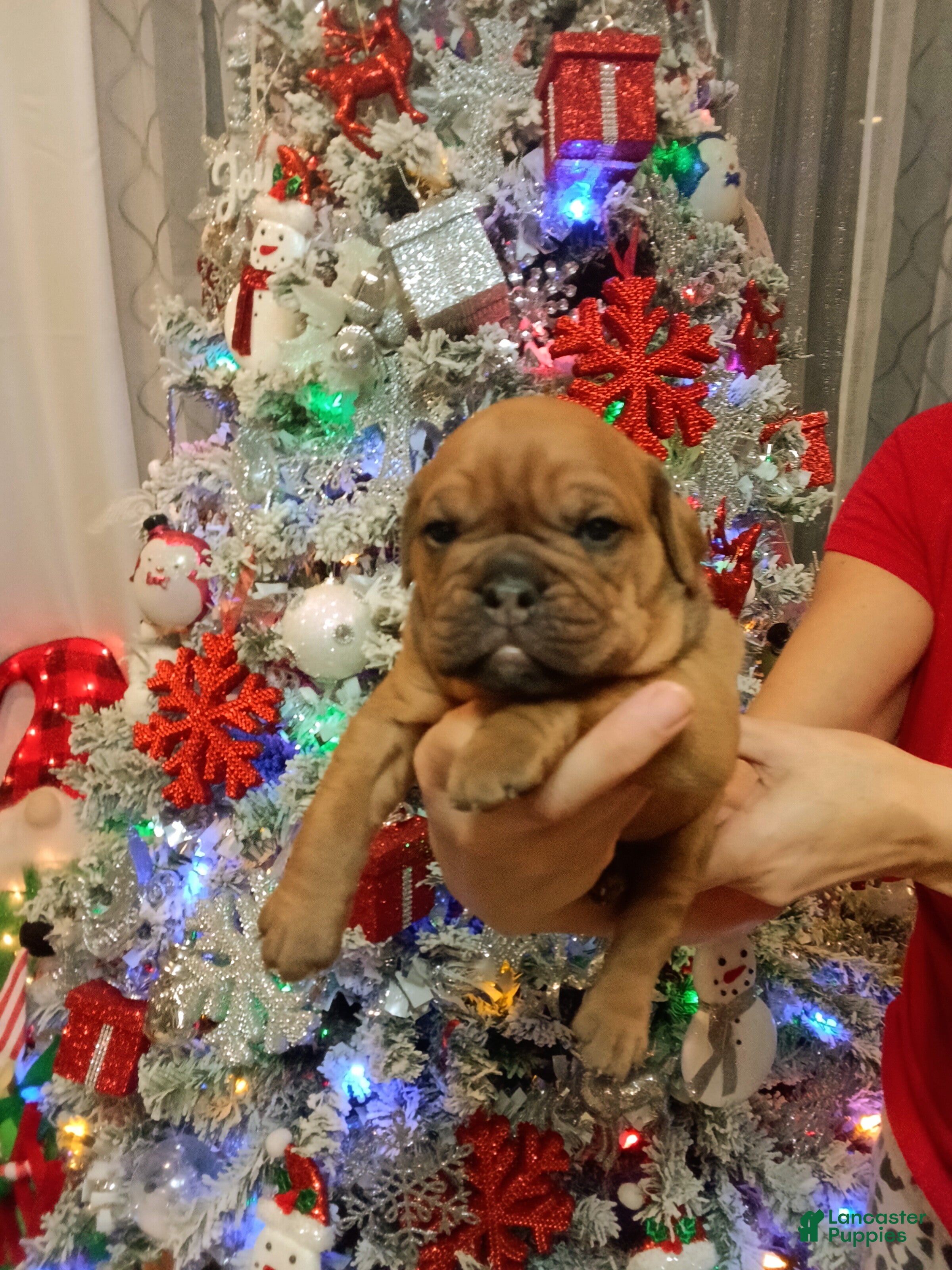 Olde English Bulldogge dogs Olde English Bulldogge Puppy 4 - Ad 14