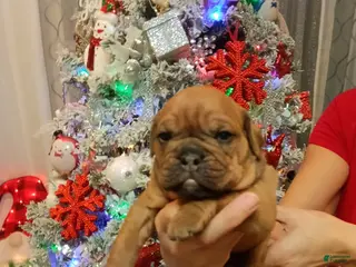 Olde English Bulldogge dogs Olde English Bulldogge Puppy 4 - Ad 6