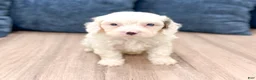 Cavapoo dogs for sale: Hunter - Ad 4