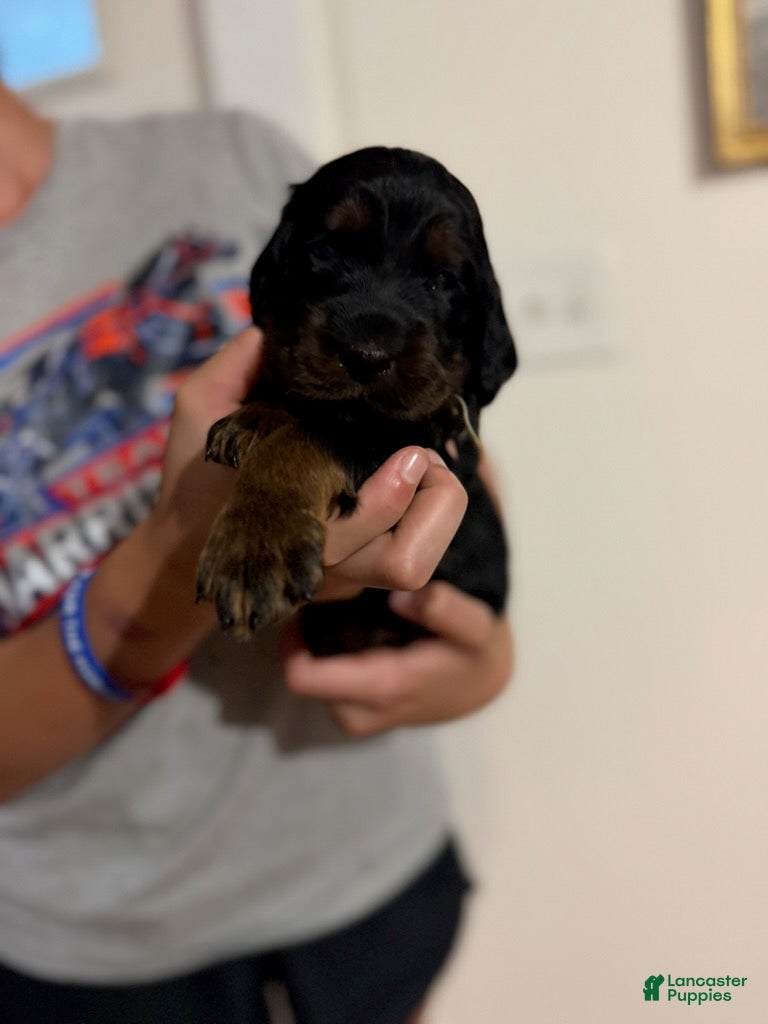 Gordon Setter dogs Pup 4 - Ad 9