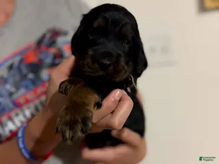 Gordon Setter dogs Pup 4 - Ad 9
