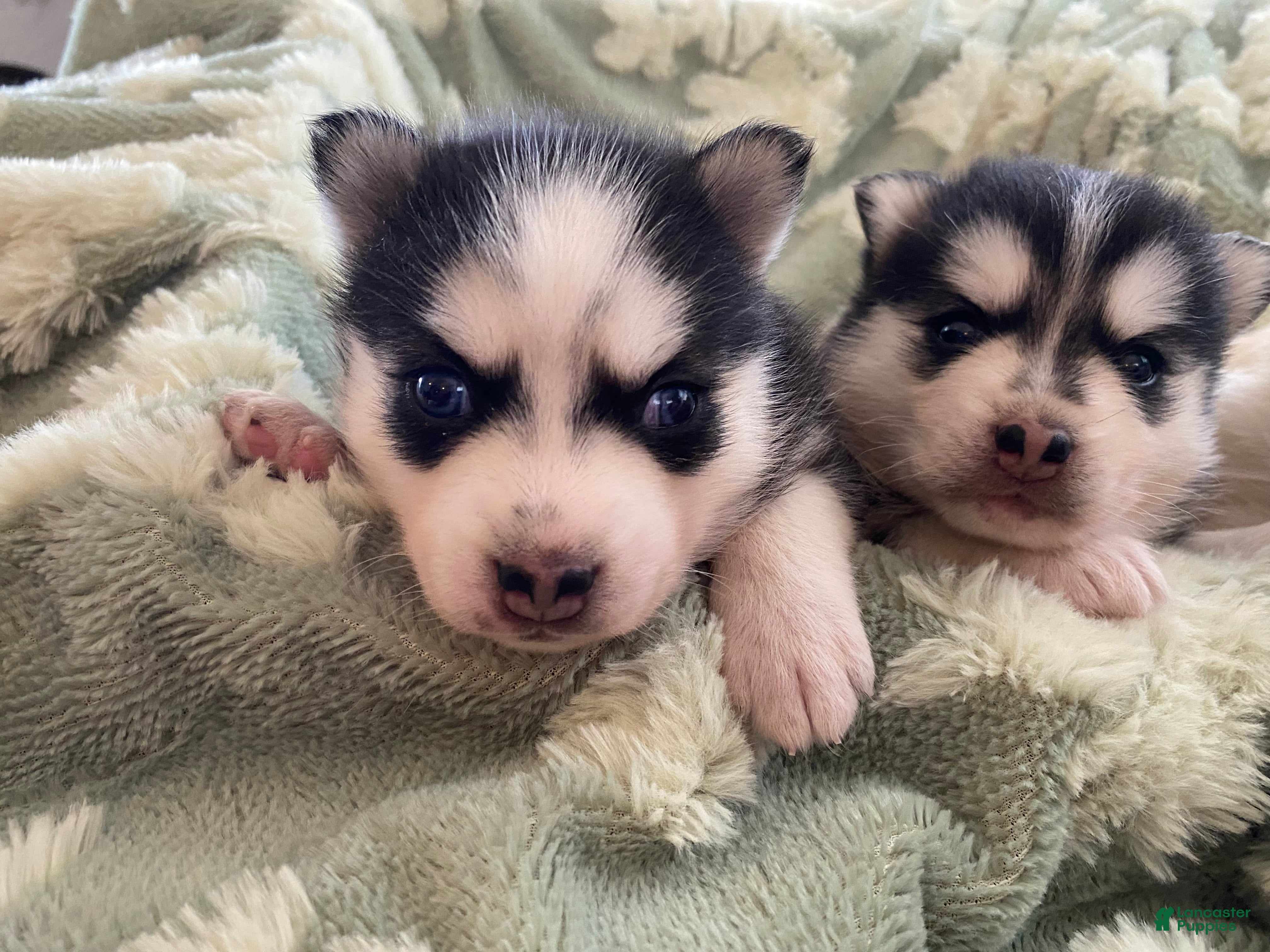 Pomsky dogs Clover - 2 Year Health Contract- Family Raised  - Ad 2