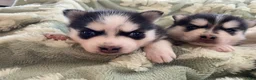 Pomsky dogs for sale: Clover - 2 Year Health Contract- Family Loved and Raised  - Ad 4