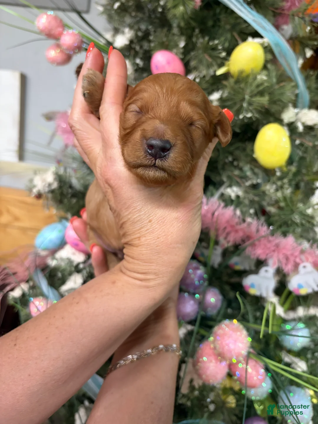 Mini Goldendoodle dogs for sale: Mini Goldendoodle Puppy 3 - Ad 1