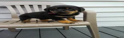 Rottweiler dogs for sale: Rottweiler Puppy 2 - Ad 3