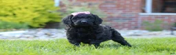 Newfypoo dogs for sale: Sofie - Ad 2