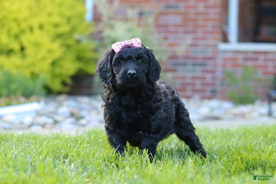 Newfypoo dogs for sale: Sofie - Ad 2
