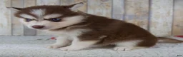 Pomsky dogs for sale: Callie - Ad 6